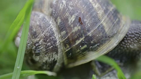 Snail Shell, Nature's Architecture, Tiny World, Macro View Stock Footage 295930240