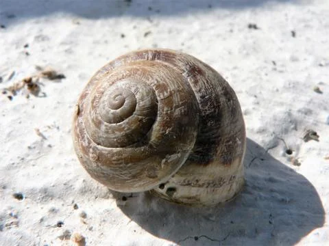 Snail shell over the white dry soil. Stock Photos