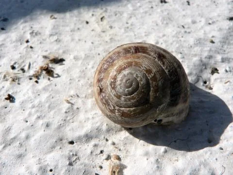 Snail shell over the white dry soil. Stock Photos