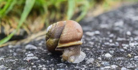 Snail with shell on the pavement Fotos Stock
