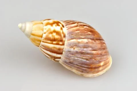 Snail shell Stock Photos