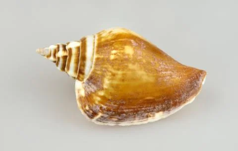 Snail shell Foto stock