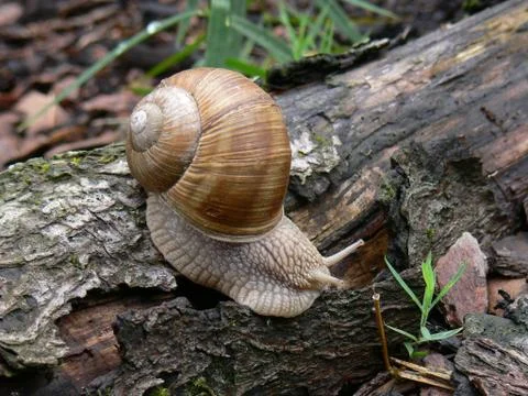 Snail with a shell Stock Photos