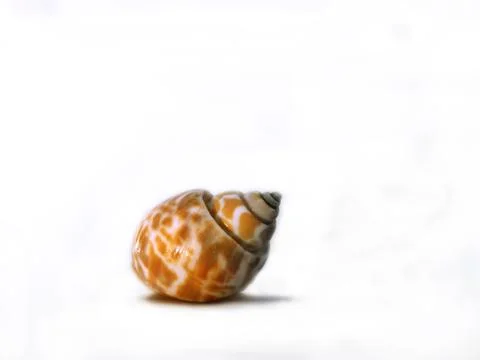 Snail shell Stock Photos