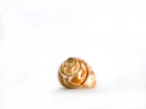 Snail shell Stock-Fotos