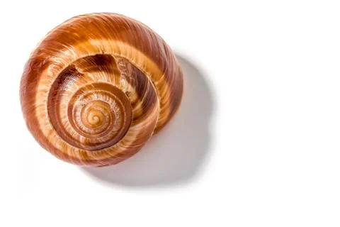 Snail shell Фото