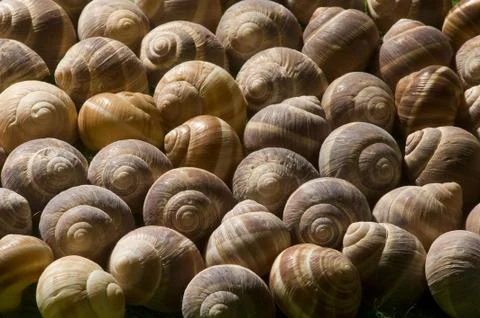 Snail-shell Stock Photos
