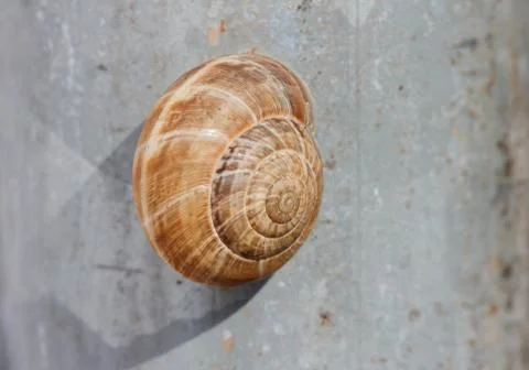 Snail shell Stock Photos