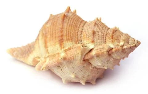 Snail shell Stock Photos