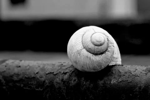 Snail shell Stock Photos