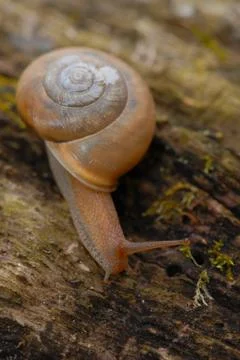 Snail shell Foto stock