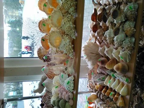 Snail shell Stock Photos