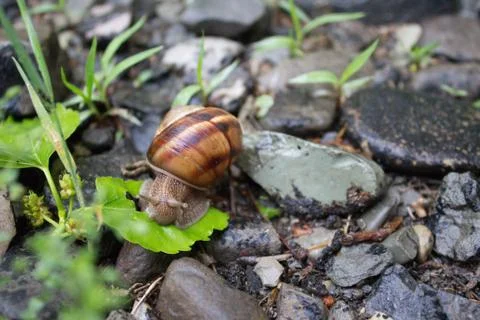 Snail in shell Stock Photos