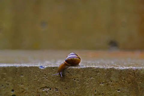 Snail with shell Stock Photos