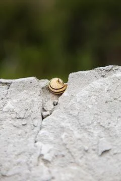 Snail shell Foto stock