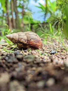 Snail shell Stock Photos