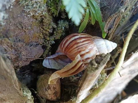 Snail shell 스톡 사진