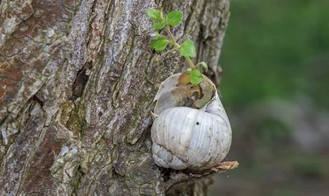 Snail shell Fotos de archivo
