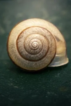 Snail Shell Stock Photos