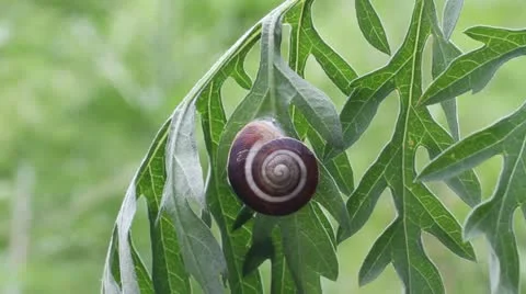 Snail Shell on a plant Video stock 12055646