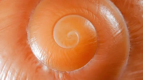 Snail shell spiral close-up Stock Footage 166859123