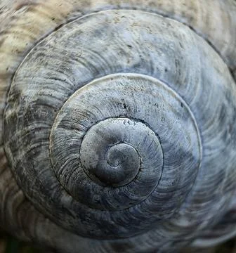 Snail Shell Spiral Macro Abstract Natural TextureJPG Stock Photos