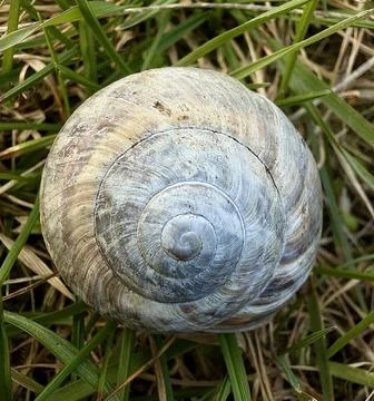 Snail Shell Spiral Macro In Grass Natural Pattern Foto stock