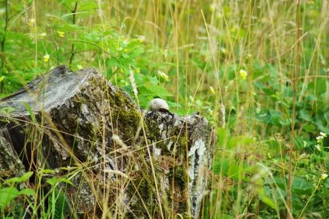 Snail shell on  stump Photos