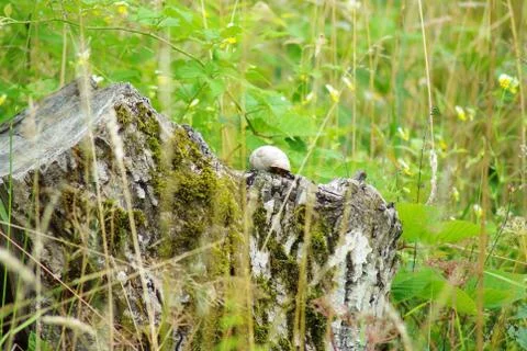 Snail shell on  stump Fotos Stock
