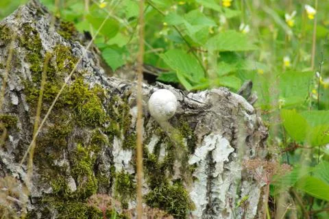 Snail shell on  stump Stock Photos