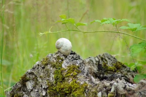 Snail shell on  stump Stock Photos