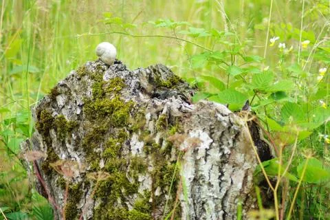 Snail shell on  stump Stock Photos