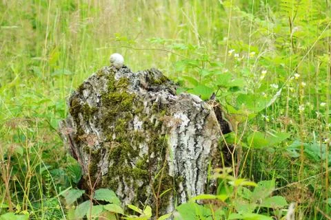 Snail shell on  stump Photos