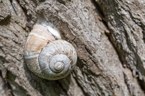 Snail shell on a tree bark Stock Photos