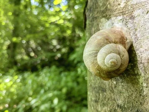 Snail shell on a tree in the forest, in summer, closeup. Foto stock