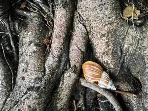 Snail shell on tree root Stock Photos