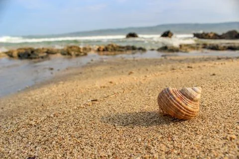 A snail shell washed ashore on the beach. Stock Photos