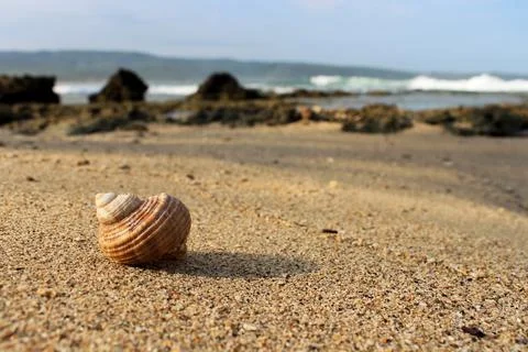 A snail shell washed ashore on the beach. Stock Photos