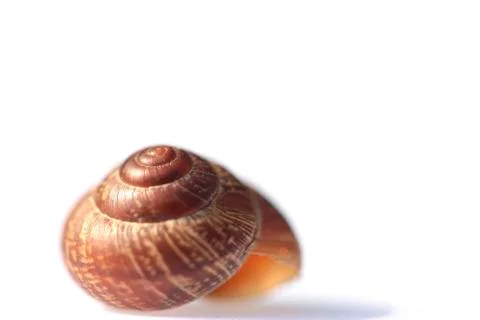 The snail shell on white background Stock Photos