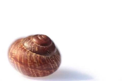 The snail shell on white background Stock Photos