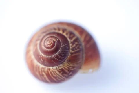 The snail shell on white background Stock Photos