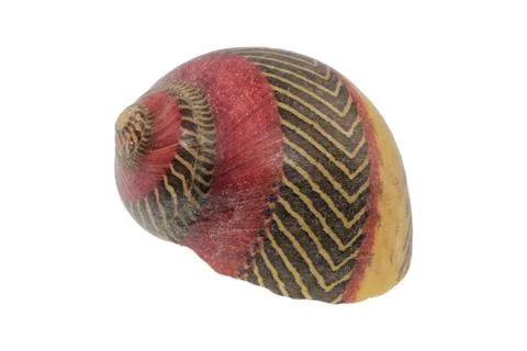 Snail shell on a white background 스톡 사진