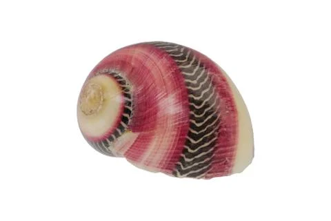 Snail shell on a white background 스톡 사진
