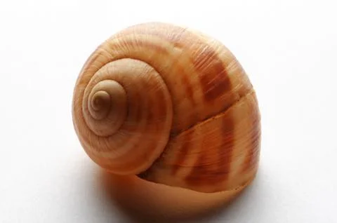 Snail shell on white background Stock Photos