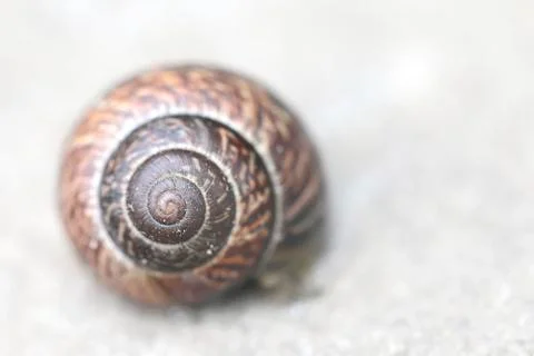 The snail shell on white textured background Stock Photos