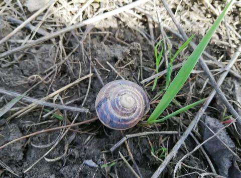 A snail in a shell will damage the ground. Not the ground lies the shell of a Stock Photos