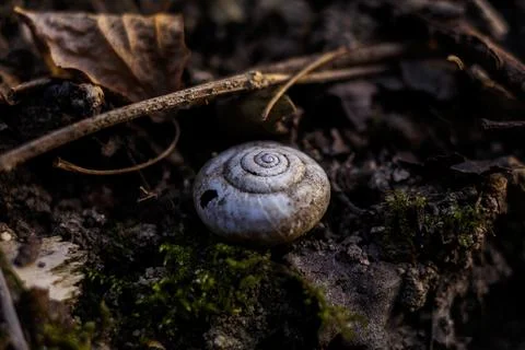 Snail shell in a wood 写真素材