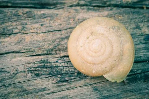 Snail Shell on Wood Texture Background Vintage Photos