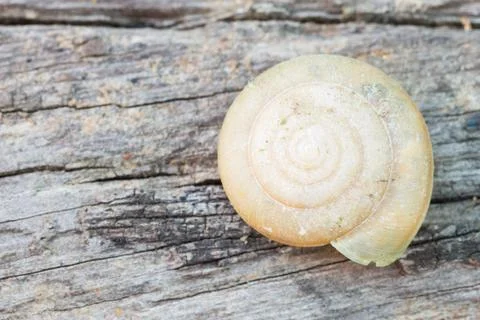 Snail Shell on Wood Texture Background Stock Photos