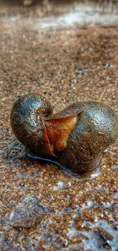 Snail shells are fertilizing on sandy, watery soil Foto stock